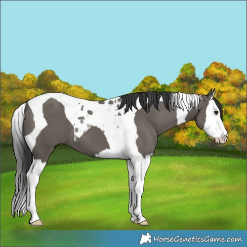 Horse Color:Grullo Splash Tobiano