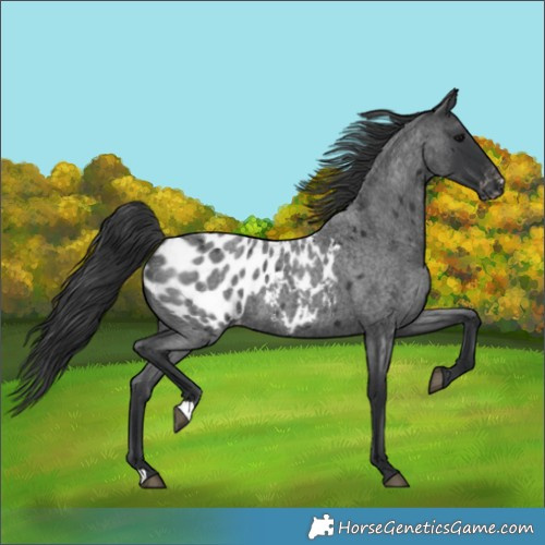 Horse Color:Blue Roan Appaloosa