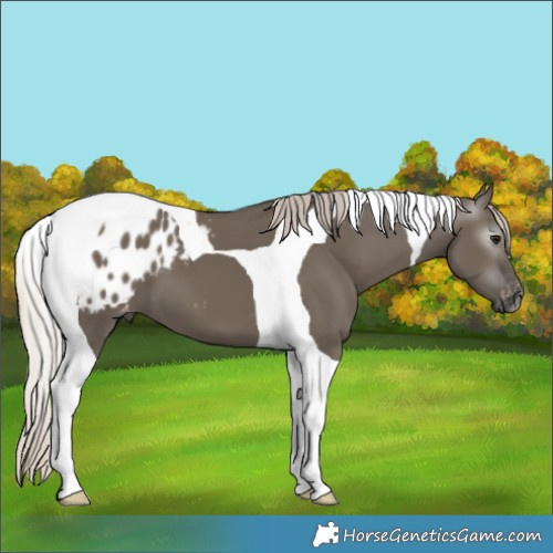 Horse Color:Gray Silver Grullo Tobiano Appaloosa 