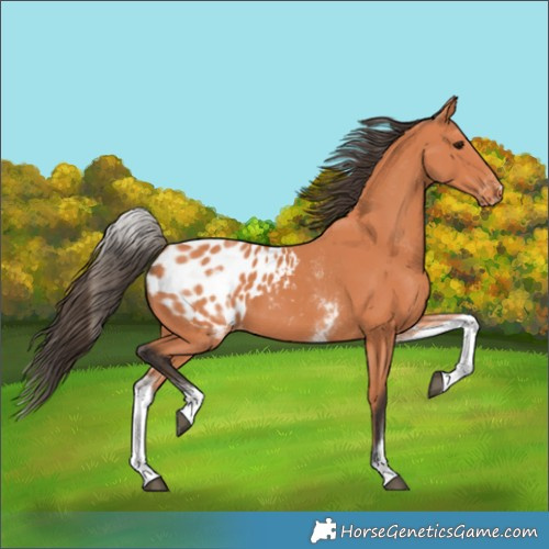 Horse Color:White Spotted Bay Appaloosa 