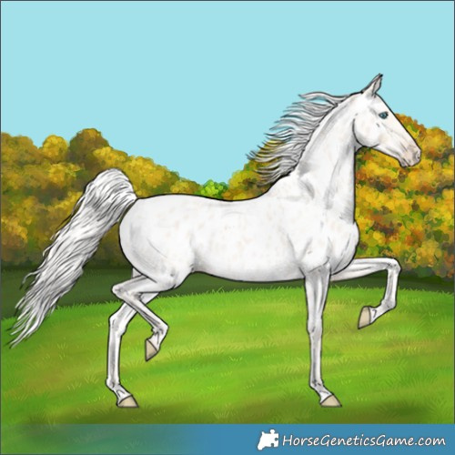 Horse Color:Silver Smoky Creme Roan Appaloosa 