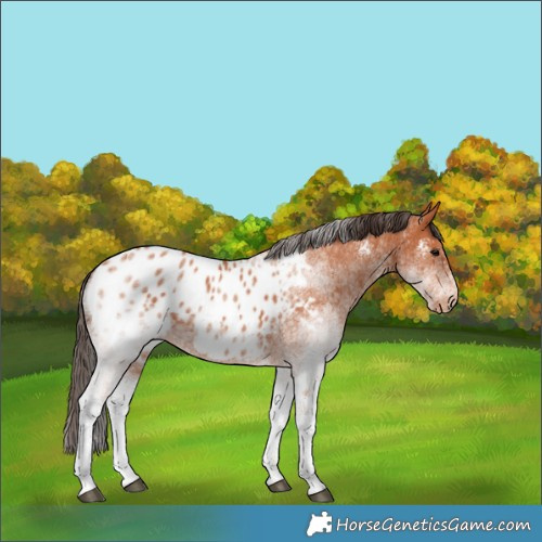 Horse Color:Unknown 