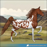 Horse Color:Chestnut Tobiano Appaloosa 