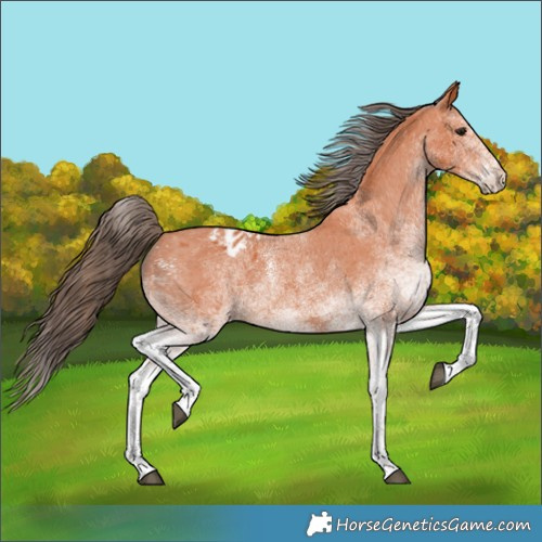Horse Color:White Spotted Bay Appaloosa 