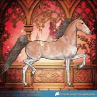 Horse Color:White Spotted Bay Appaloosa 