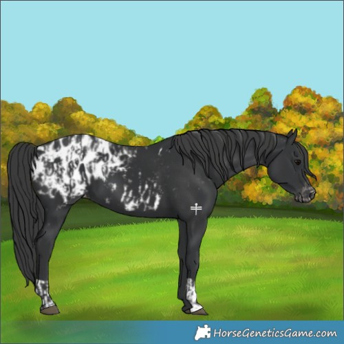 Horse Color:Black Appaloosa  and Black Appaloosa 