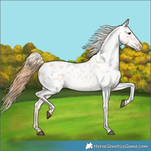 Horse Color:Red Dun Roan Appaloosa 