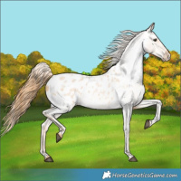 Horse Color:Red Dun Roan Blanket 