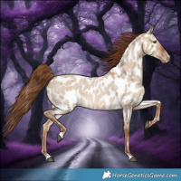 Horse Color:Red Dun Roan Near Leopard