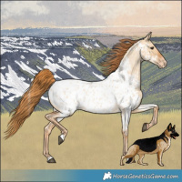 Horse Color:Red Dun Roan Near Leopard 