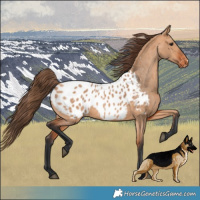 Horse Color:Bay Dun Appaloosa 