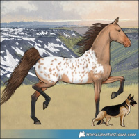 Horse Color:Bay Dun Near Leopard