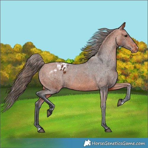 Horse Color:Bay Appaloosa 