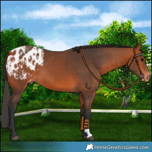 Horse Color:Bay Appaloosa  and Bay Appaloosa 