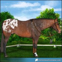 Horse Color:Bay Blanket  and Bay Blanket 