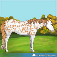 Horse Color:Chestnut Splash Near Leopard 