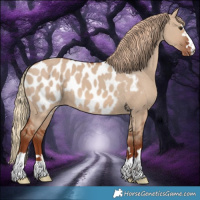 Horse Color:Red Dun Appaloosa 