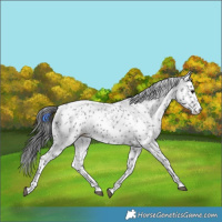 Horse Color:Blue Roan Appaloosa
