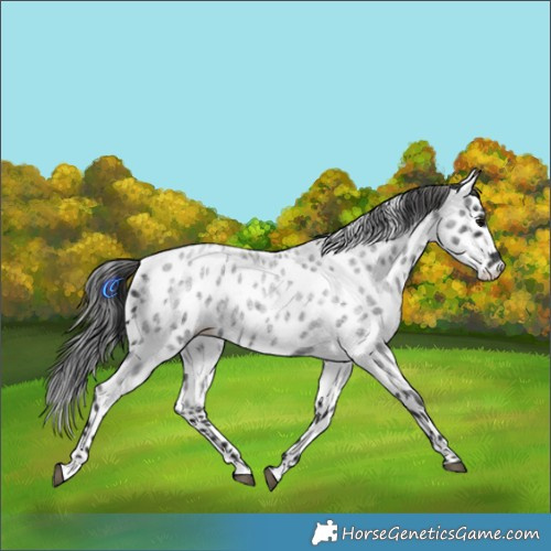 Horse Color:Blue Roan Appaloosa 