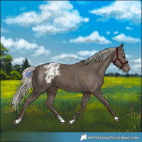 Horse Color:Silver Black Appaloosa 