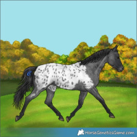 Horse Color:Blue Roan Near Leopard 