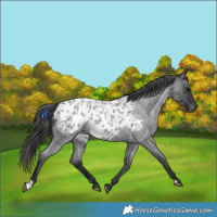 Horse Color:Blue Roan Appaloosa 