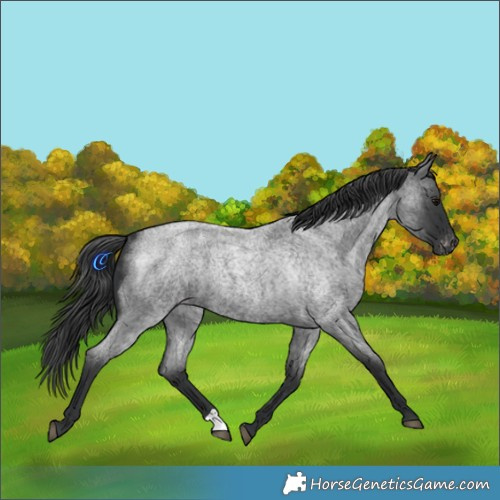 Horse Color:Blue Roan Appaloosa