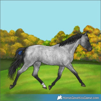 Horse Color:Blue Roan Appaloosa 
