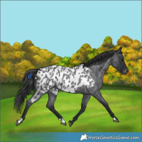 Horse Color:Blue Roan Near Leopard