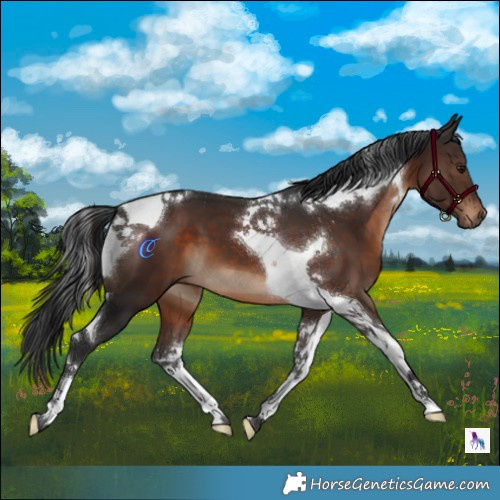Horse Color:Brown Tobiano