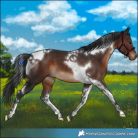 Horse Color:Brown Tobiano 