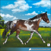 Horse Color:Brown Tobiano 