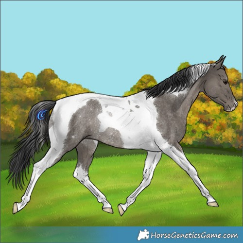 Horse Color:Grullo Tobiano Rabicano 