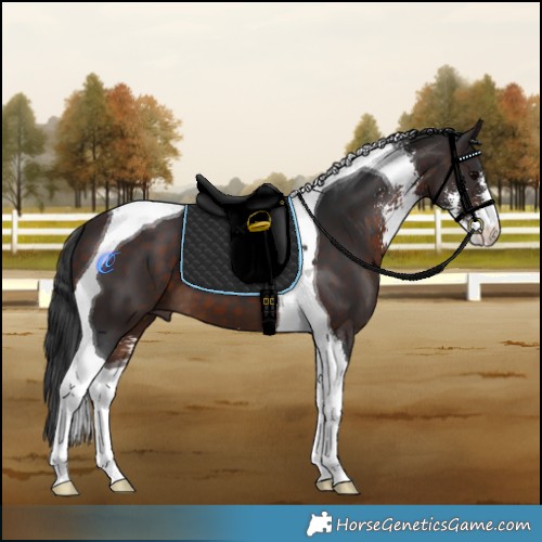 Horse Color:Brown Sabino Tobiano