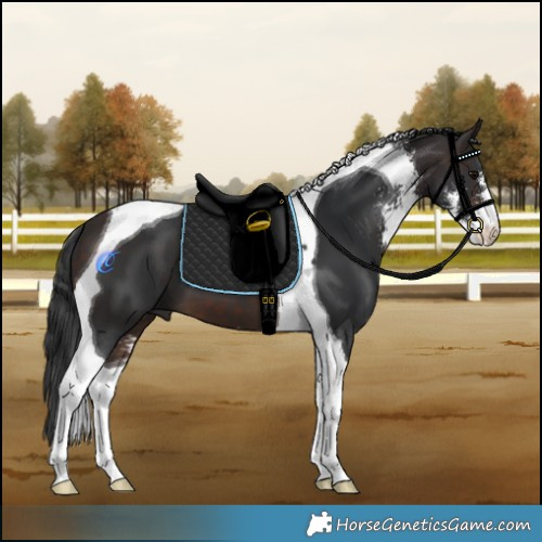 Horse Color:Brown Sabino Tobiano