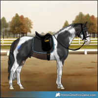 Horse Color:Brown Sabino Tobiano 