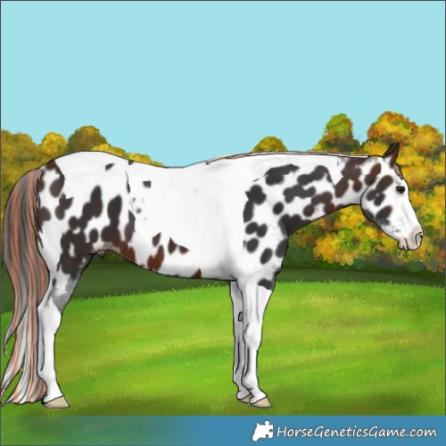 Horse Color:Painted Brown Splash Tobiano Appaloosa 