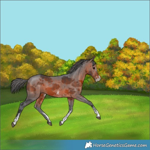Horse Color:Brown Merle Sabino 