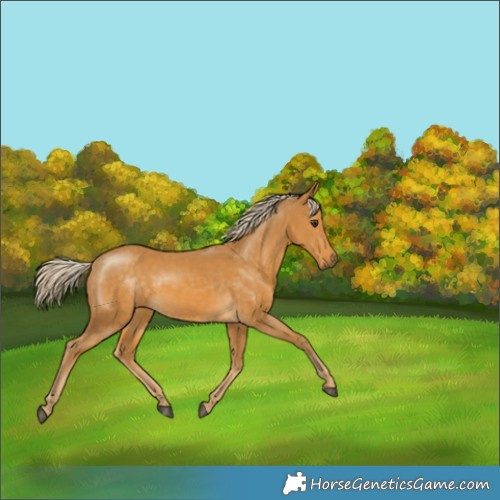Horse Color:Palomino 
