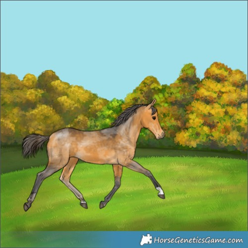 Horse Color:Buckskin Merle 
