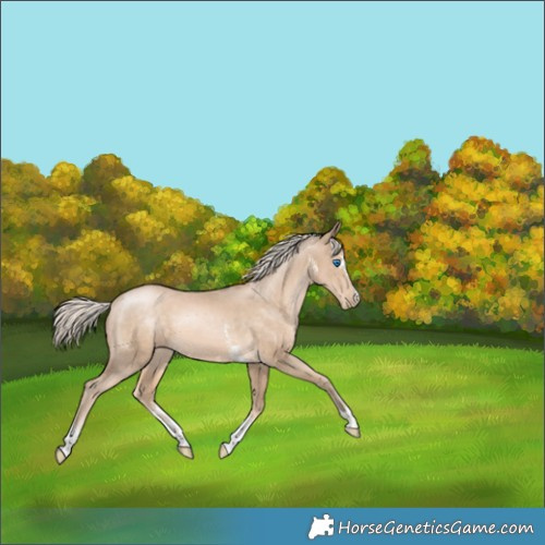 Horse Color:Chocolate Palomino Pearl Merle Sabino 