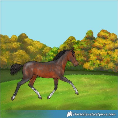 Horse Color:Bay Sabino 
