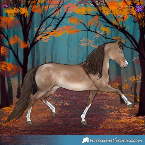 Horse Color:White Spotted Liver Red Dun 