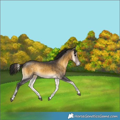 Horse Color:Buckskin Onyx 