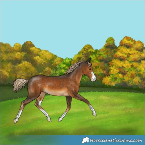 Horse Color:Chocolate Palomino Merle Sabino 