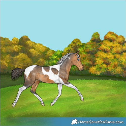 Horse Color:Buckskin Merle Tobiano 