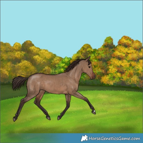 Horse Color:Liver Red Dun 