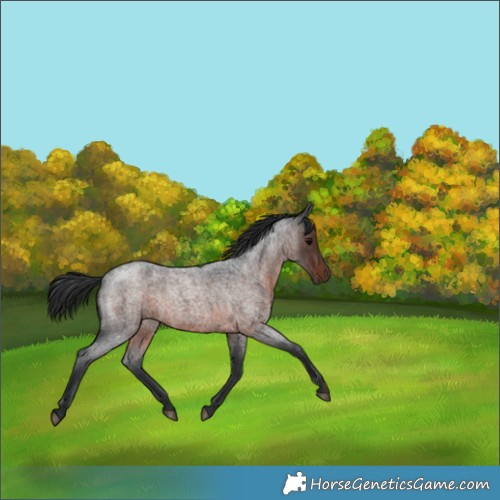 Horse Color:Brown Roan 