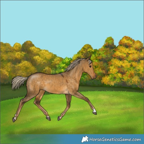Horse Color:Chocolate Palomino Dun 