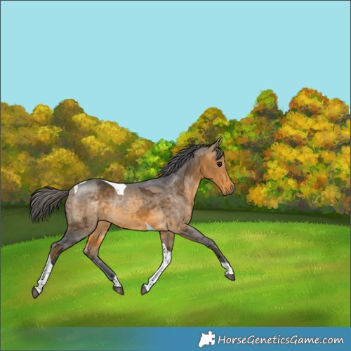 Horse Color:Buckskin Merle Tobiano